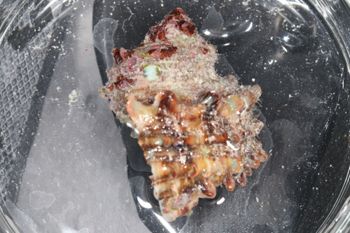 Media type: image;   Malacology 393771 Description: live specimen;